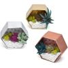 imageCraft Crush  Mini Plants Terrariums Easy Fun Arts and Craft Kit  Make 3 Charming Faux Terrariums  For Ages 13 and Up0